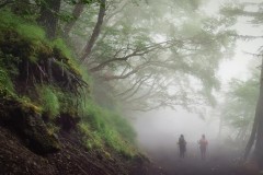 bg_foggy_walk_001