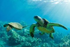 Two Green Sea Turtles together underwater over coral reef, Maui