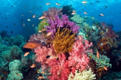 Coral reef, Raja Ampat, West Papua, Indonesia